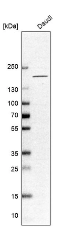 Anti-CNTNAP4 Antibody