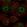 Anti-CCDC92 Antibody