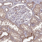 Anti-ISCU Antibody