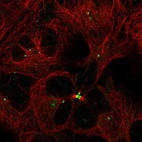 Immunofluorescent staining of human cell line HEK 293 shows localization to centrosome & midbody.