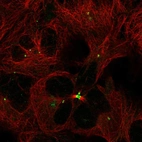Immunofluorescent staining of human cell line HEK 293 shows localization to centrosome & midbody.