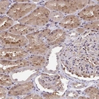 Anti-C5orf24 Antibody