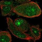 Anti-WDSUB1 Antibody