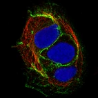 Immunofluorescence staining of BEWO cells using the Anti-CDH1 monoclonal antibody, showing specific staining in the plasma membrane and cell junctions in green. Microtubule- and nuclear probes are visualized in red and blue, respectively (where available).