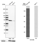 Western blot analysis in human cell lines HEK293 and MCF-7 using Anti-DDX39B antibody. Corresponding DDX39B RNA-seq data are presented for the same cell lines. Loading control: Anti-PFN1.
