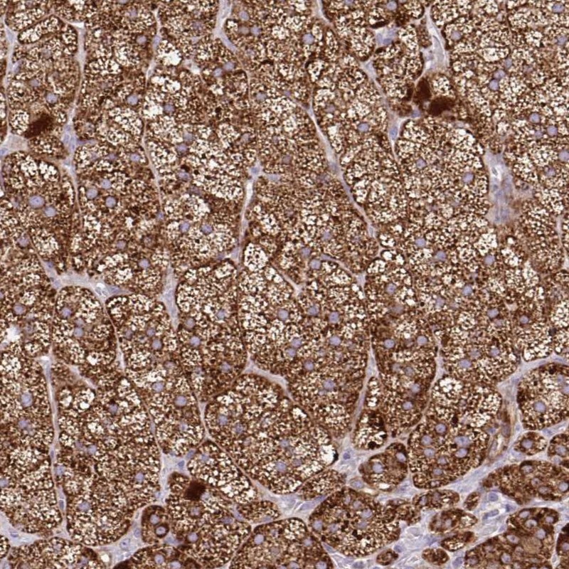 Anti-LIMS1 Antibody