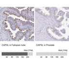 Anti-CAPSL Antibody