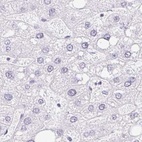 Immunohistochemical staining of human liver using Anti-CAPSL antibody HPA058495.