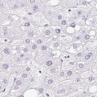 Immunohistochemical staining of human liver using Anti-CAPSL antibody HPA058495.