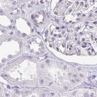 Immunohistochemical staining of human kidney using Anti-CAPSL antibody HPA058495.