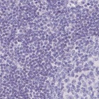 Anti-CAPSL Antibody