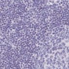 Immunohistochemical staining of human lymph node using Anti-CAPSL antibody HPA058495.