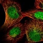 Immunofluorescent staining of human cell line U-2 OS shows localization to nucleus & microtubules.