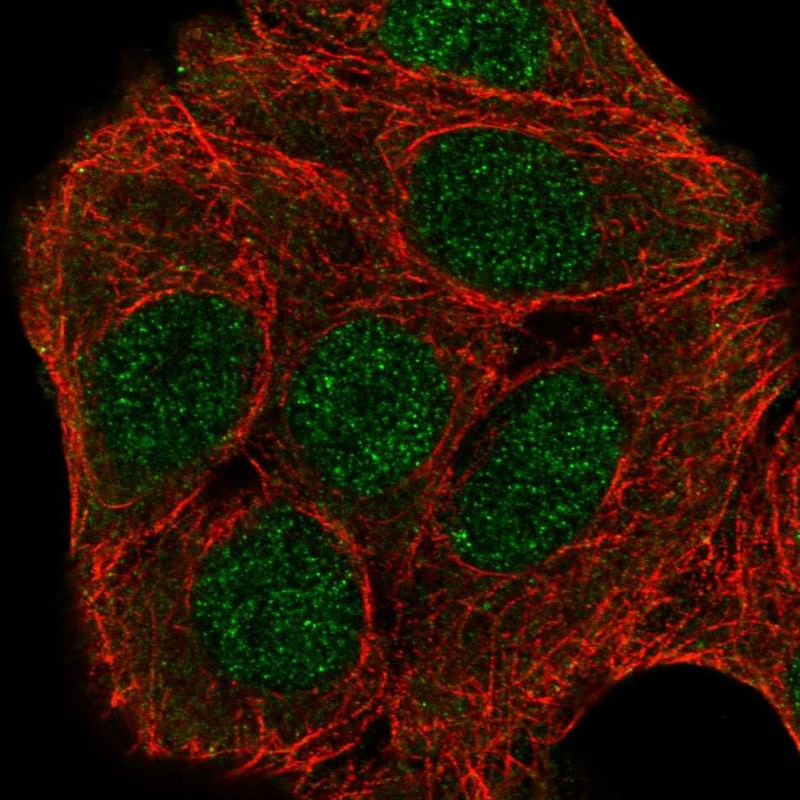 Anti-ZNF541 Antibody