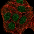 Anti-ZNF541 Antibody