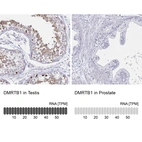 Anti-DMRTB1 Antibody