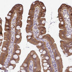Immunohistochemical staining of human small intestine shows strong cytoplasmic positivity in glandular cells.