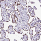 Immunohistochemical staining of human placenta shows moderate nuclear and cytoplasmic positivity in trophoblastic cells.