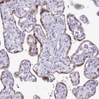 Immunohistochemical staining of human placenta shows moderate nuclear and cytoplasmic positivity in trophoblastic cells.