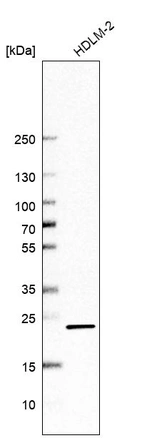 Western blot analysis in human cell line HDLM-2.