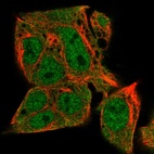 Immunofluorescent staining of human cell line Hep G2 shows localization to nucleoplasm & cytosol.