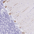 Anti-SEL1L2 Antibody