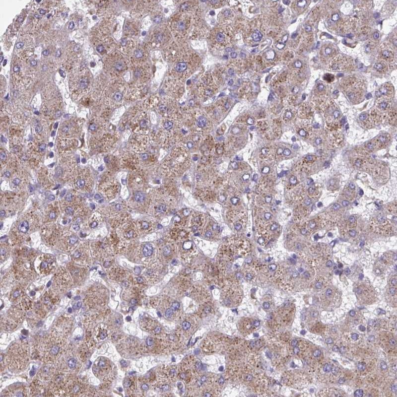 Anti-NIPSNAP1 Antibody