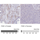 Anti-ITGB1 Antibody