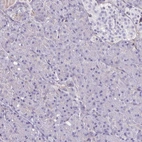Immunohistochemical staining of human pancreas shows no positivity in exocrine glandular cells as expected.
