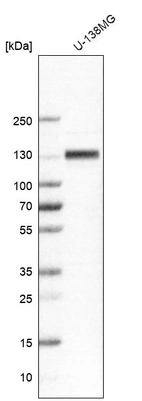Western blot analysis in human cell line U-138MG.