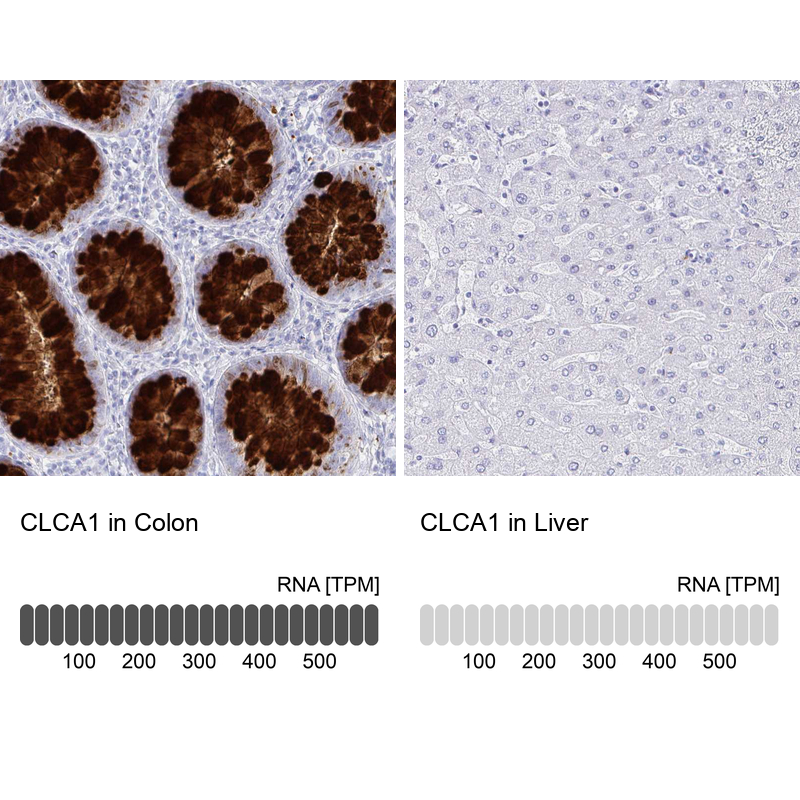 Anti-CLCA1 Antibody
