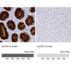Anti-CLCA1 Antibody