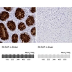 Anti-CLCA1 Antibody