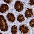 Immunohistochemical staining of human colon shows strong cytoplasmic positivity in goblet cells.