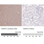 Anti-CADPS Antibody
