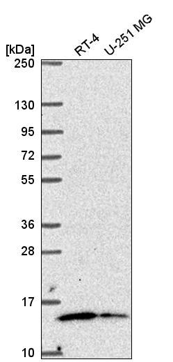 Anti-MRPL57 Antibody