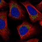 Immunofluorescent staining of human cell line U-2 OS shows localization to mitochondria.