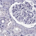 Immunohistochemical staining of human kidney using Anti-RNASE12 antibody HPA059465.