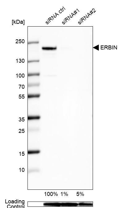 Anti-ERBIN Antibody
