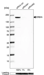 Anti-ERBIN Antibody