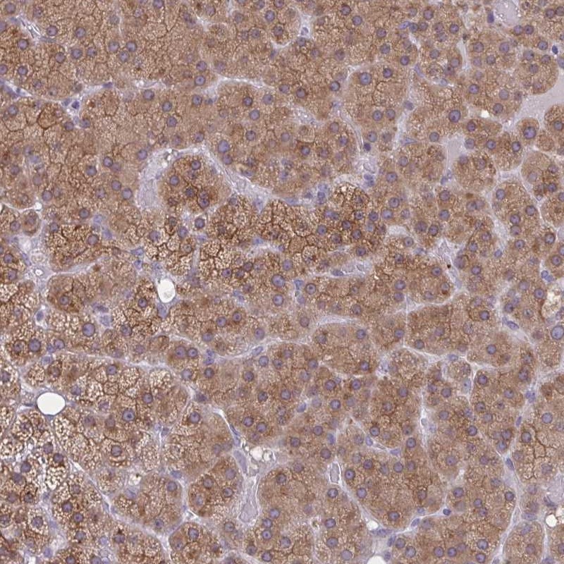 Anti-TBC1D4 Antibody