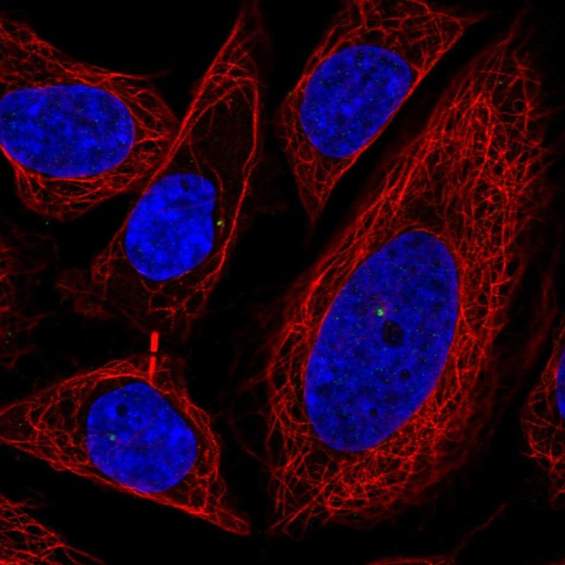 Anti-POFUT1 Antibody