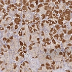 Anti-SNX8 Antibody