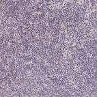 Anti-SENP3 Antibody