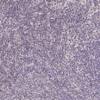 Anti-SENP3 Antibody