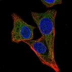 Immunofluorescent staining of human cell line Hep G2 shows localization to nucleoli fibrillar center & endoplasmic reticulum.