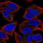 Immunofluorescent staining of human cell line SH-SY5Y shows localization to vesicles.