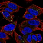 Immunofluorescent staining of human cell line SH-SY5Y shows localization to vesicles.