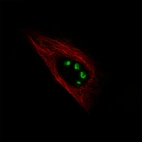 Immunofluorescence staining of U-251 cells using the Anti-MK167 monoclonal antibody, showing specific staining in the nucleoli in green. Microtubule- and nuclear probes are visualized in red and blue, respectively (where available).