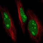 Immunofluorescent staining of human cell line HeLa shows localization to nucleus & nucleoli.
